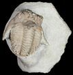 Bumpy Hoplolichoides Trilobite From Russia #11994-7